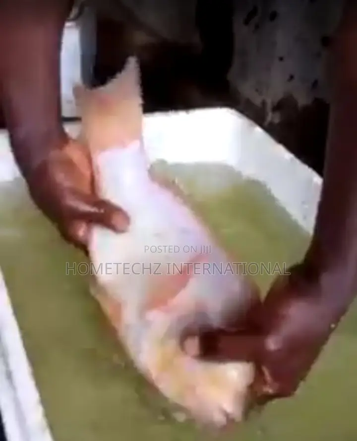 Highly Profitable Giant Red/Gift Tilapia Specie Fingerlings
