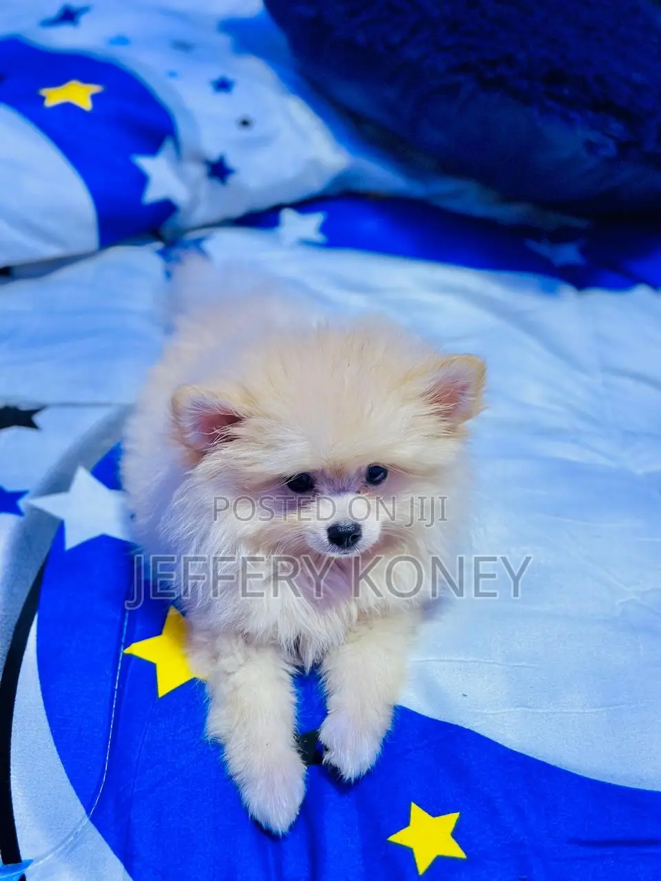 1-3 months Male Purebred Pomeranian