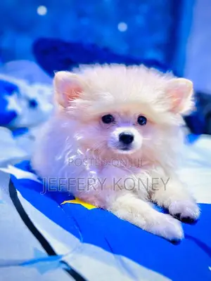 1-3 months Male Purebred Pomeranian