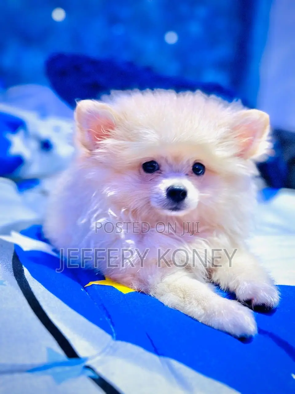1-3 months Male Purebred Pomeranian