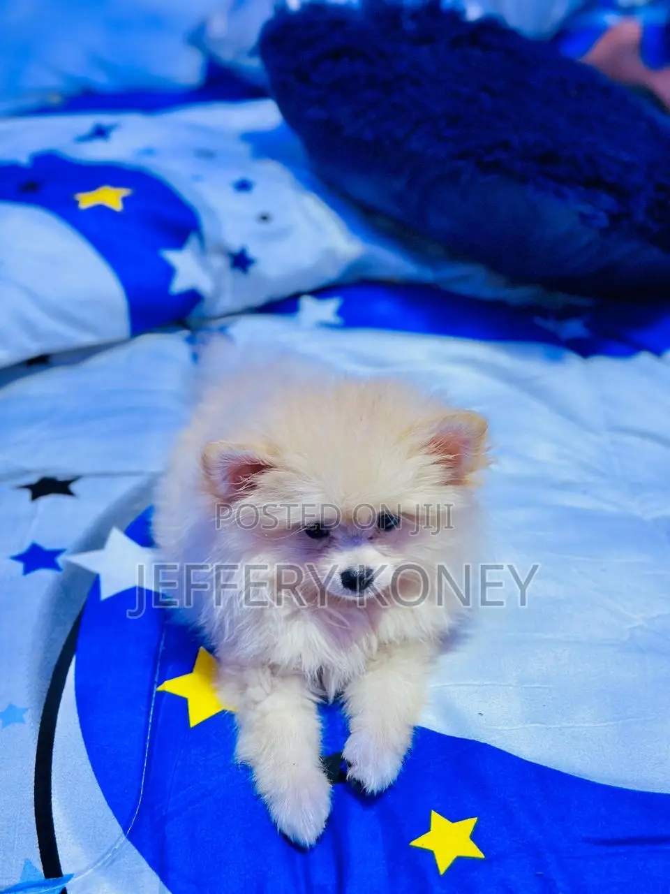 1-3 months Male Purebred Pomeranian