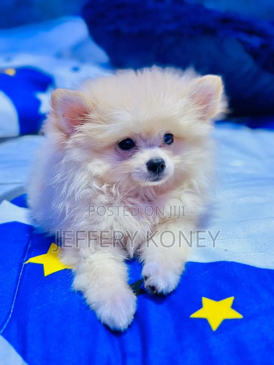 1-3 months Male Purebred Pomeranian