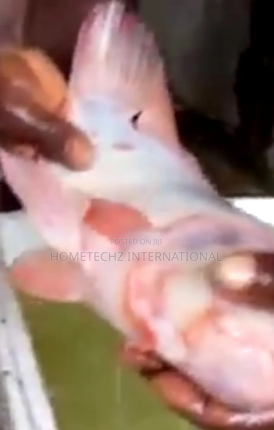 Highly Profitable Giant Red/Gift Tilapia Specie Fingerlings