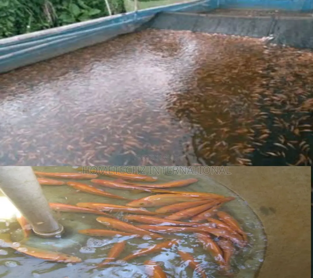 Highly Profitable Giant Red/Gift Tilapia Specie Fingerlings