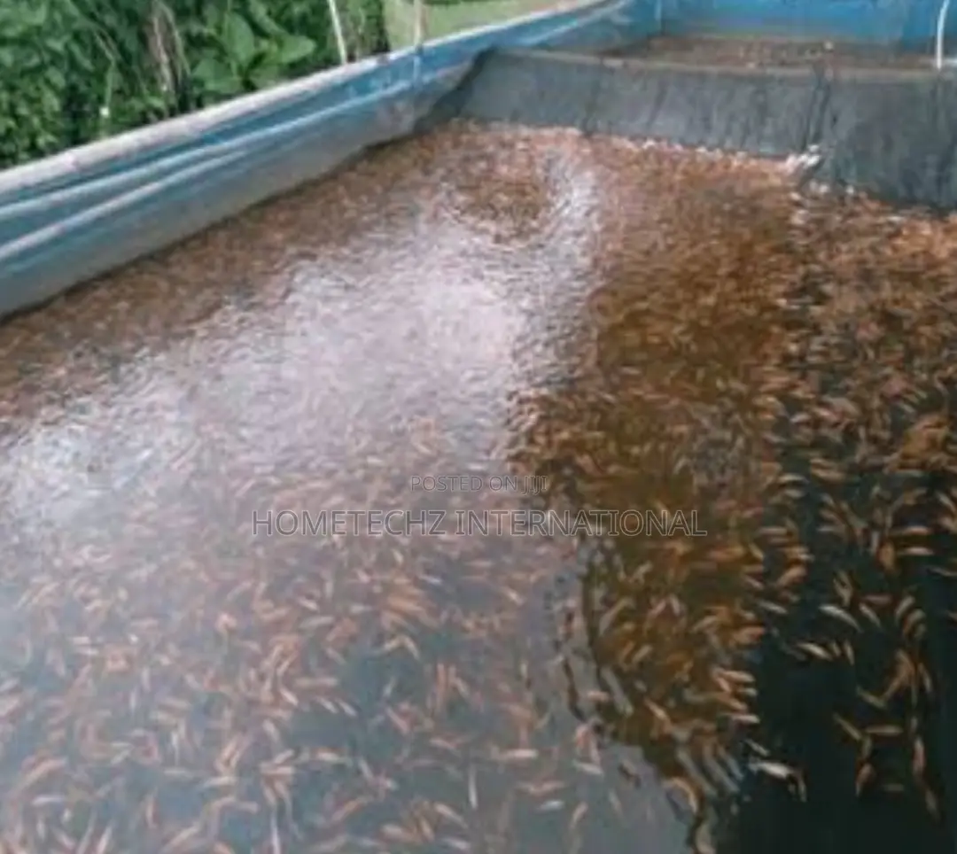 Highly Profitable Giant Red/Gift Tilapia Specie Fingerlings