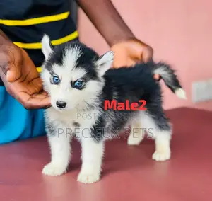1-3 months Male Purebred Siberian Husky