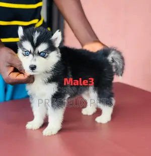 1-3 months Male Purebred Siberian Husky