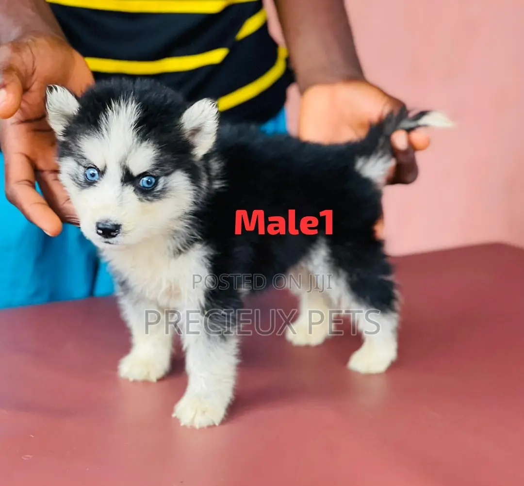 1-3 months Male Purebred Siberian Husky