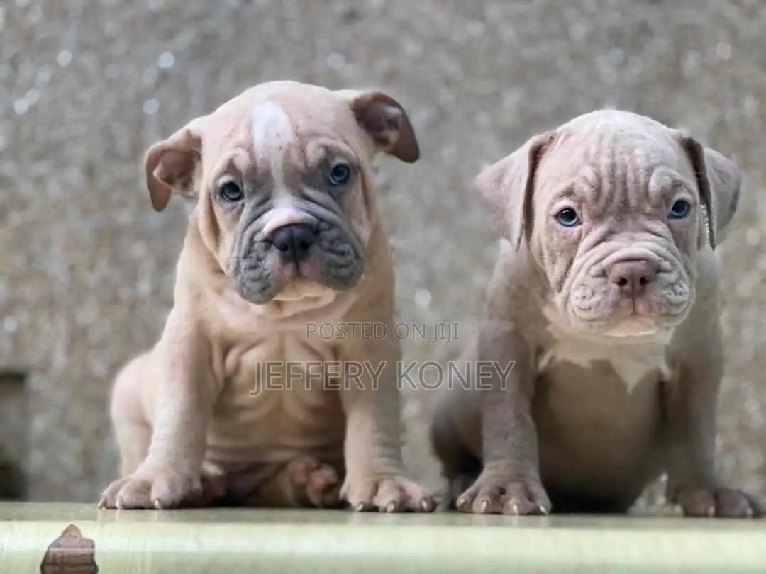 1-3 months Male Purebred American Bully