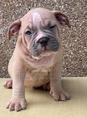 1-3 months Male Purebred American Bully