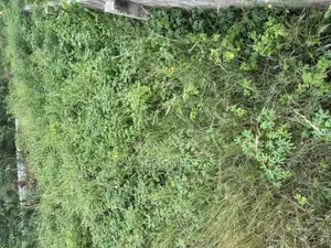 One Plot of Land at Dodowa