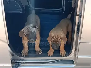 3-6 months Male Purebred Boerboel