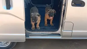 3-6 months Male Purebred Boerboel