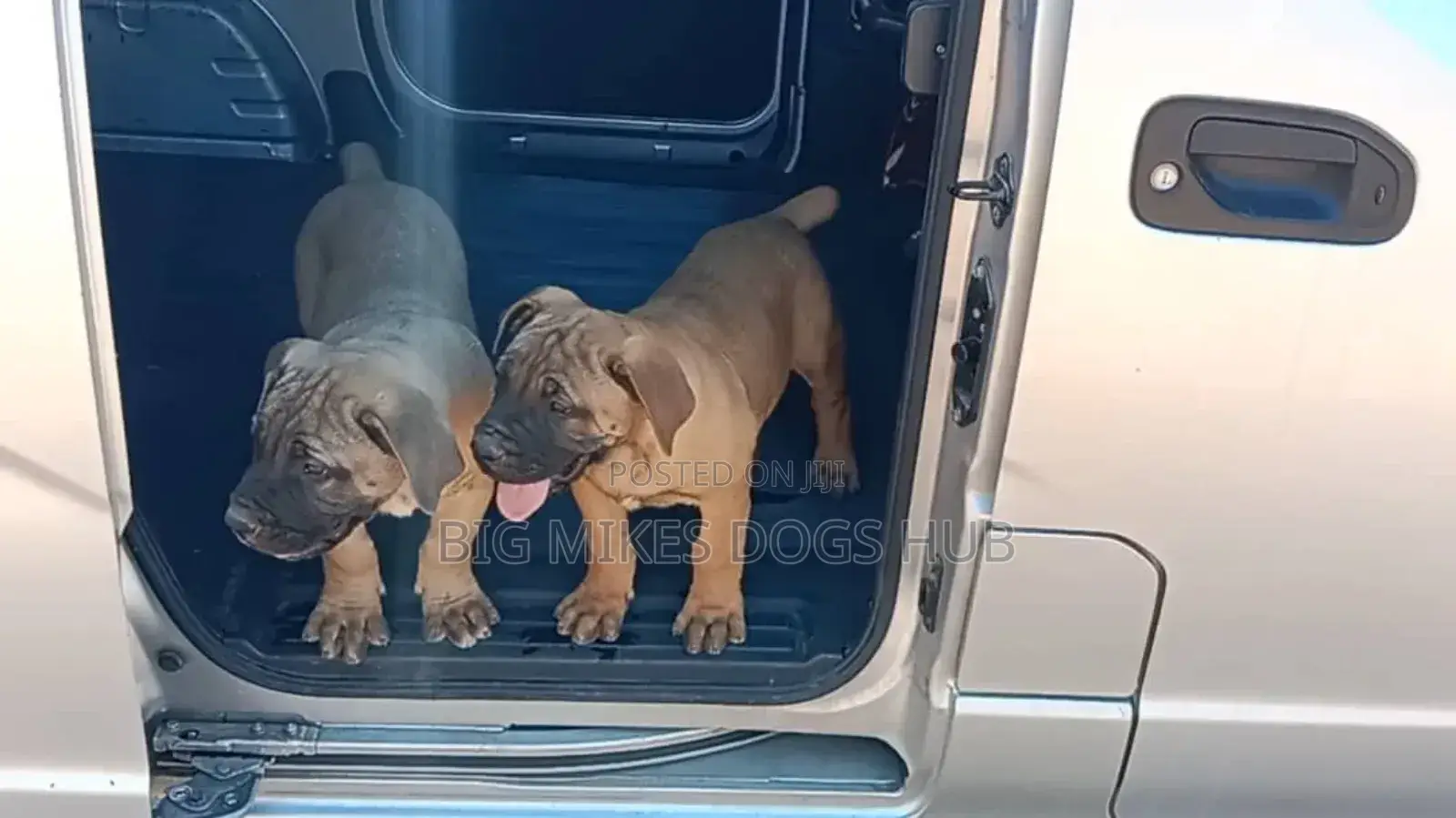 3-6 months Male Purebred Boerboel