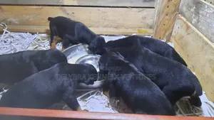 1-3 months Male Purebred Doberman Pinscher