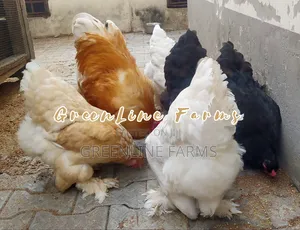 Brahma Fertile Egg