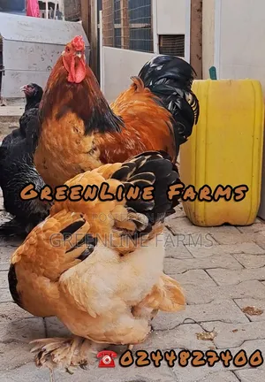 Brahma Fertile Egg
