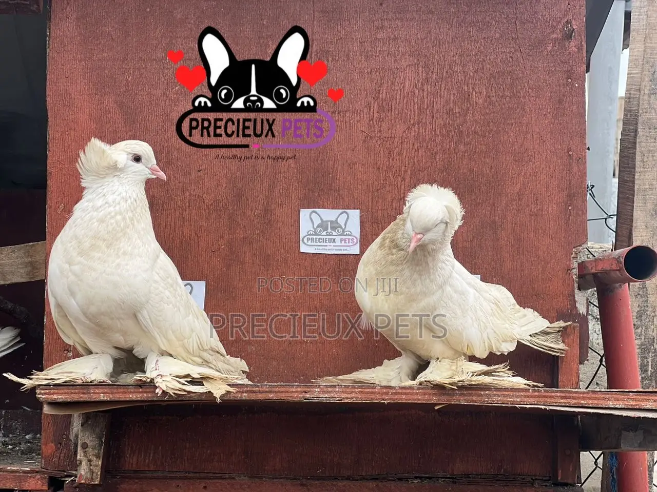 1 Pair of White Giant Hungarian House Pigeons