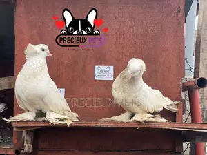 1 Pair of White Giant Hungarian House Pigeons