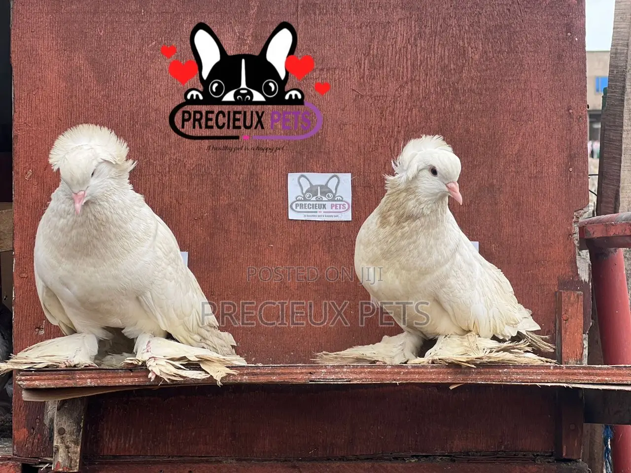 1 Pair of White Giant Hungarian House Pigeons