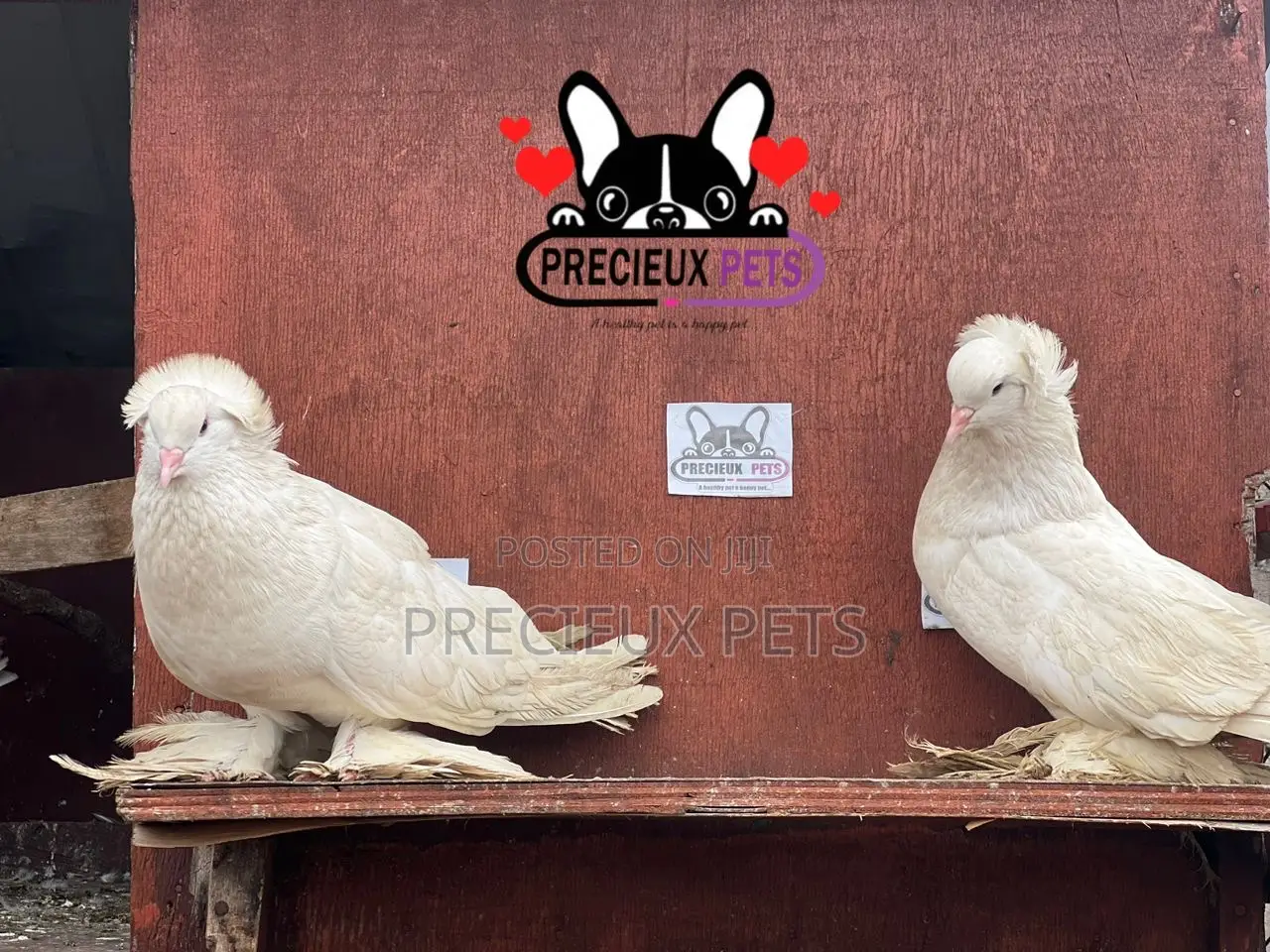 1 Pair of White Giant Hungarian House Pigeons