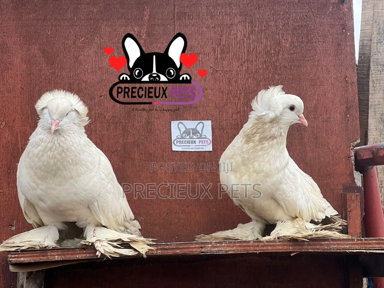 1 Pair of White Giant Hungarian House Pigeons