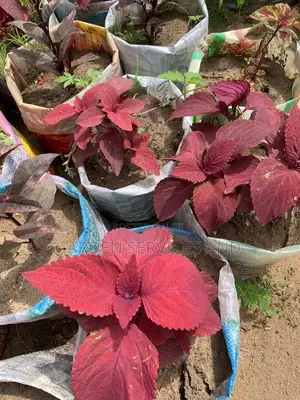 Coleus Plant