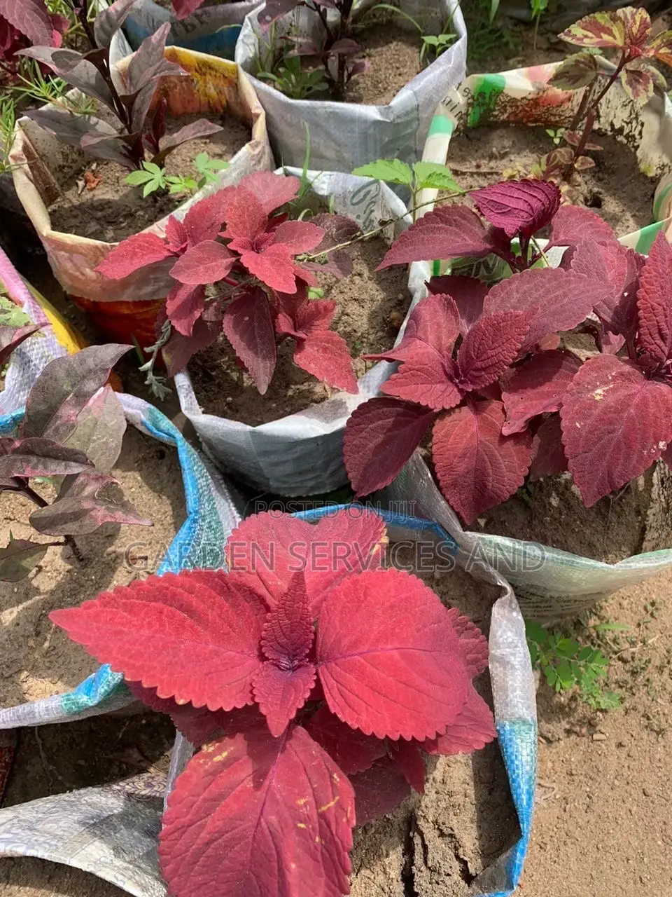 Coleus Plant