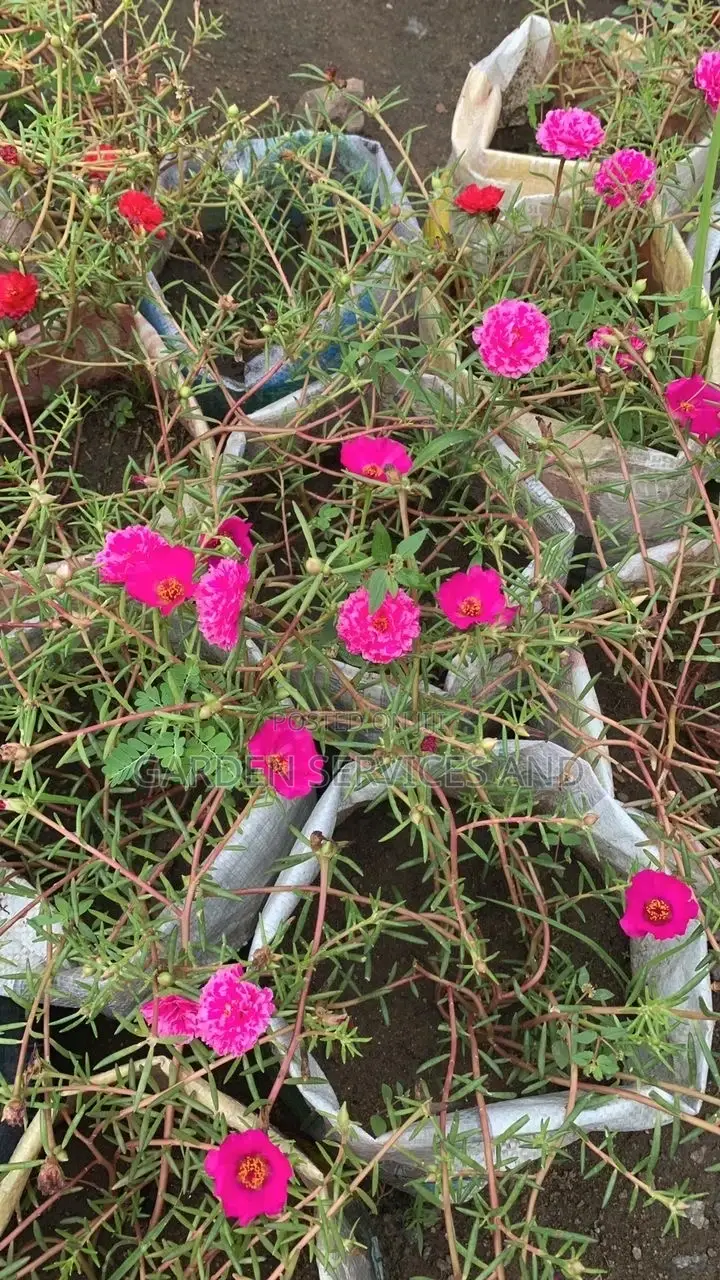 Moss Ross Plant