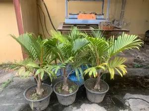 Shanpagne Palm for Sale