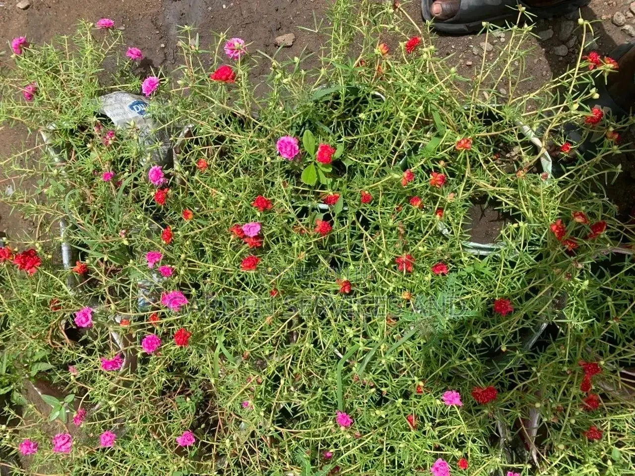 Moss Ross Plant