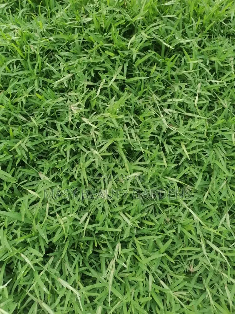 Masy Gardens N Landscaping