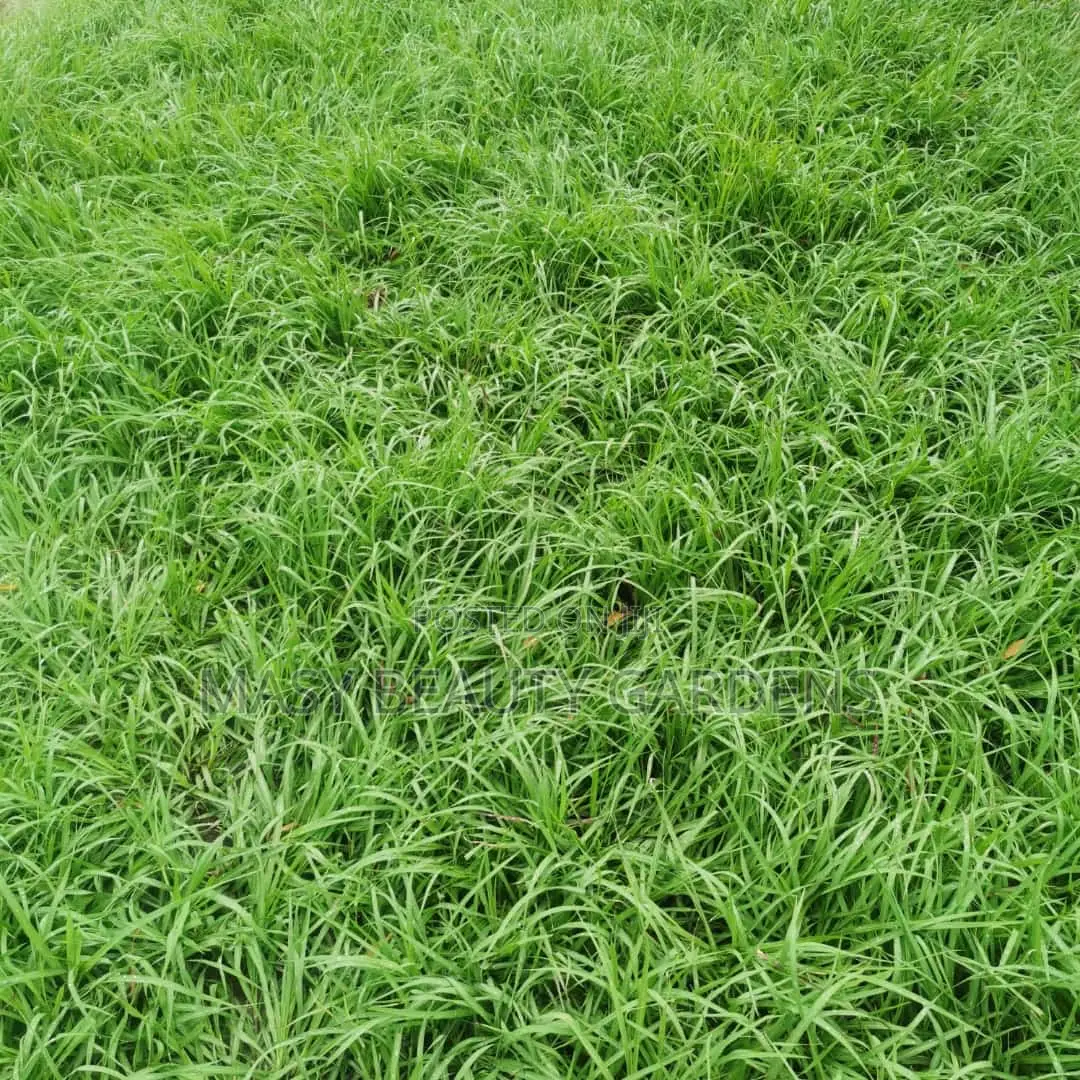 Masy Gardens N Landscaping