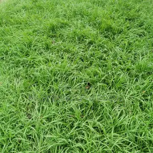 Masy Gardens N Landscaping