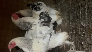 3 Male Light Color Brahmas Chicken