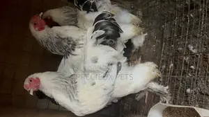 3 Male Light Color Brahmas Chicken