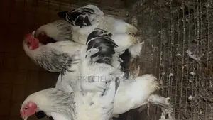3 Male Light Color Brahmas Chicken