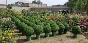 Masy Gardens N Landscaping