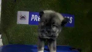 1-3 months Male Purebred Caucasian Shepherd