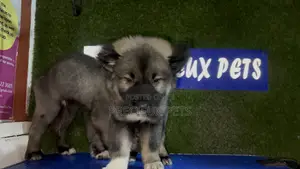 1-3 months Male Purebred Caucasian Shepherd