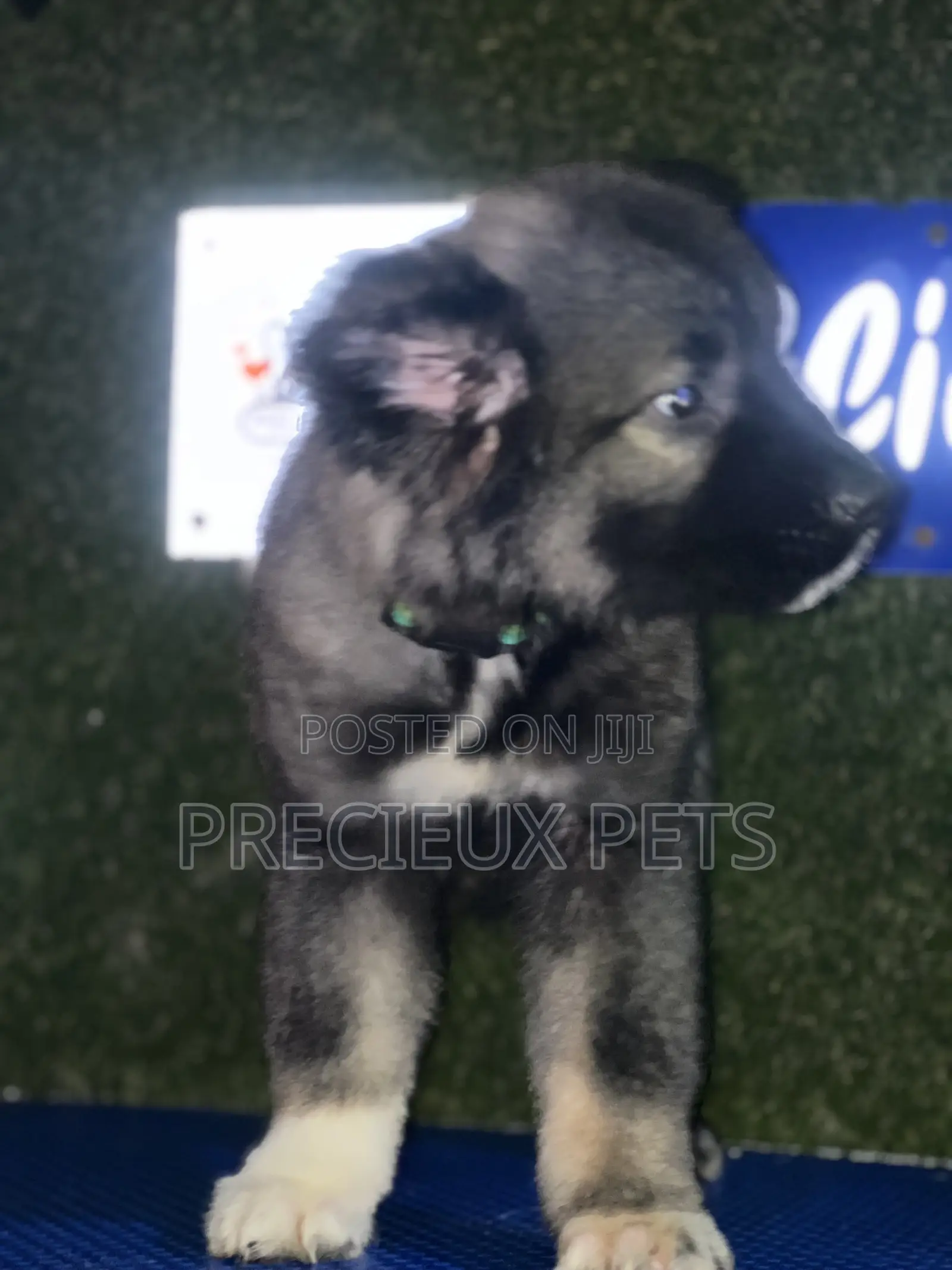 1-3 months Male Purebred Caucasian Shepherd