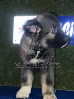 1-3 months Male Purebred Caucasian Shepherd