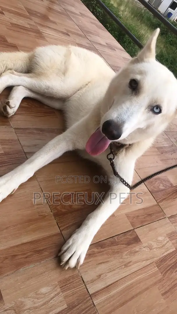 1+ year Female Purebred Siberian Husky