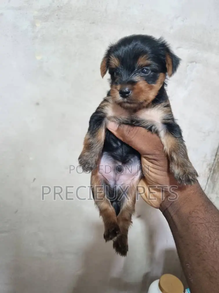 1-3 months Male Purebred Yorkshire Terrier