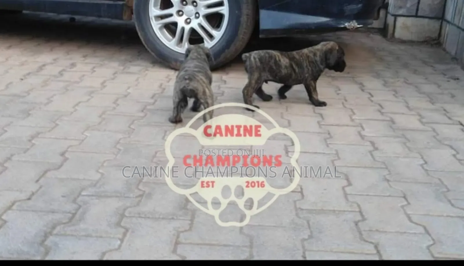 1-3 months Female Purebred Boerboel