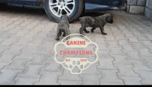 1-3 months Female Purebred Boerboel