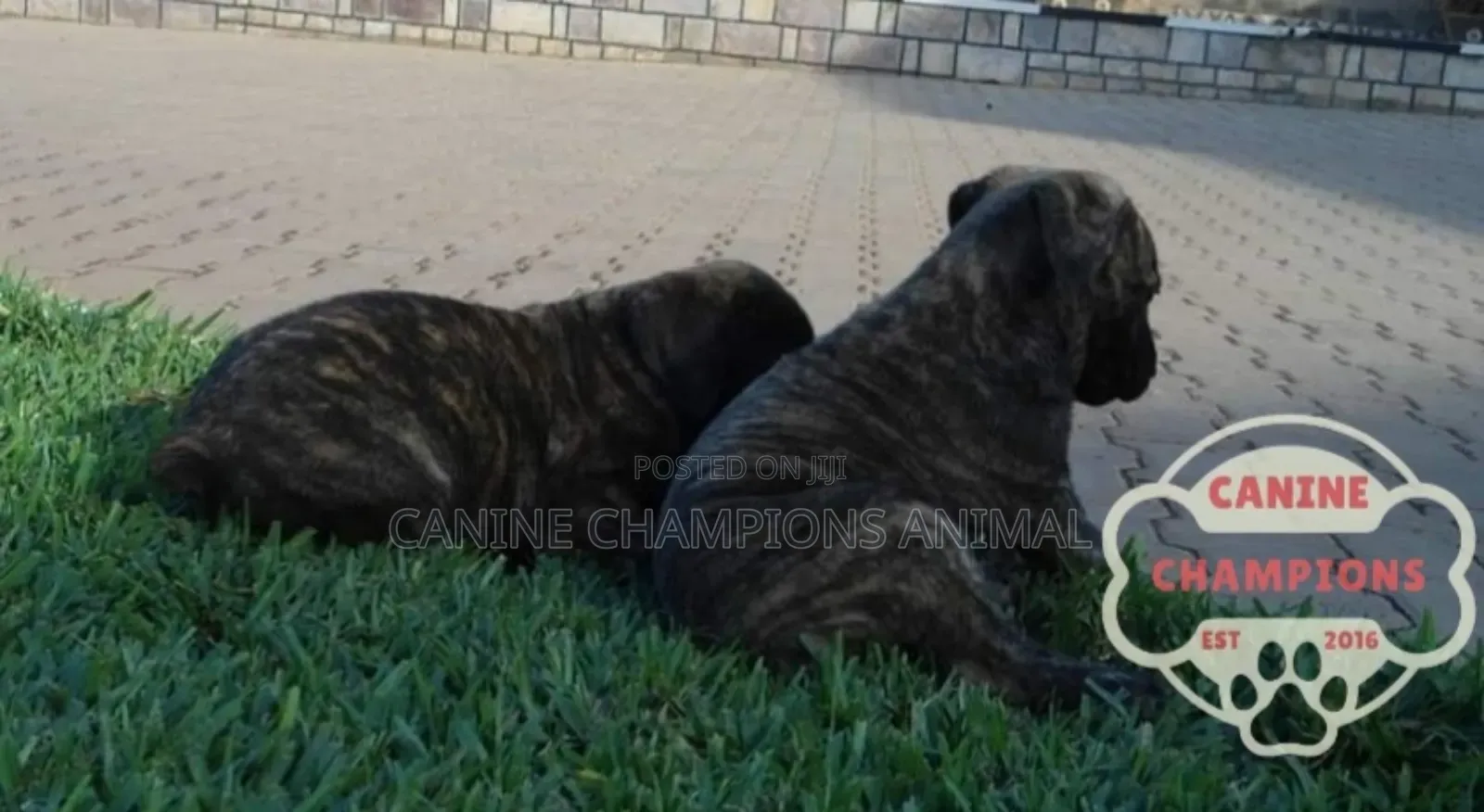 1-3 months Female Purebred Boerboel