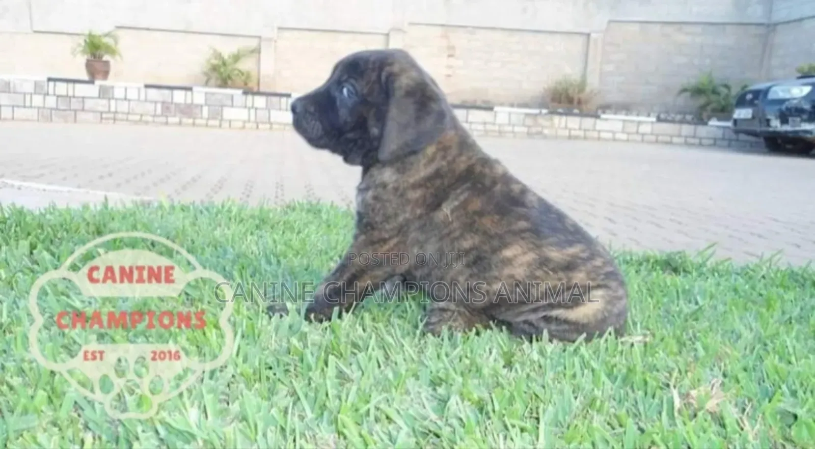 1-3 months Female Purebred Boerboel