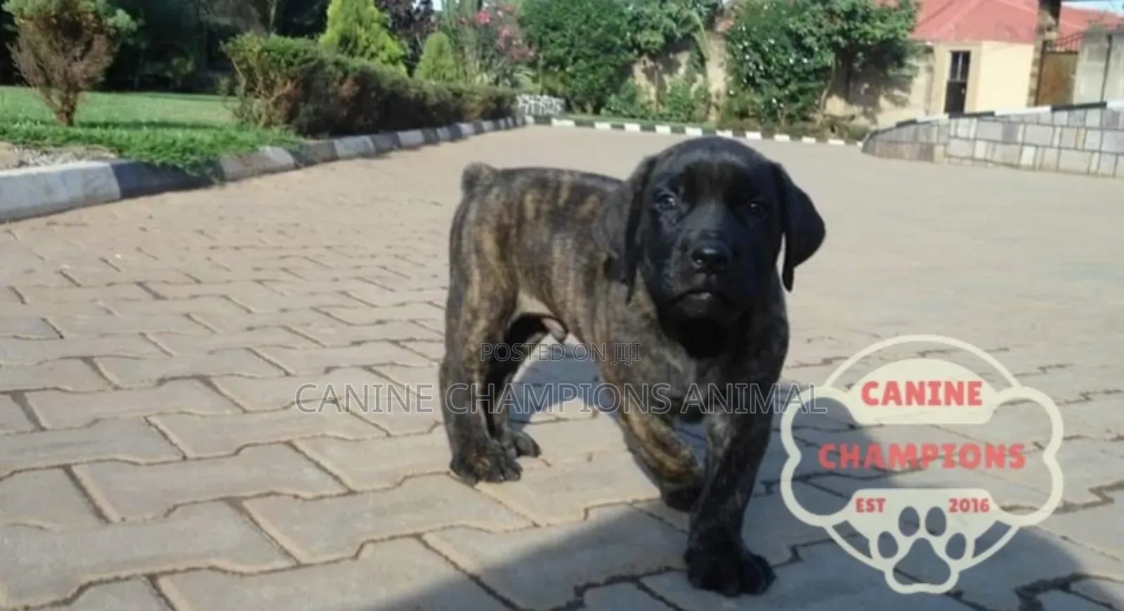 1-3 months Female Purebred Boerboel
