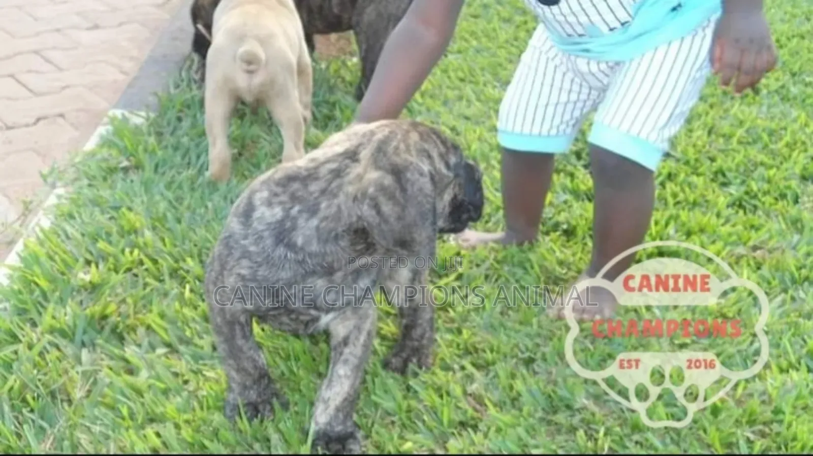 1-3 months Female Purebred Boerboel